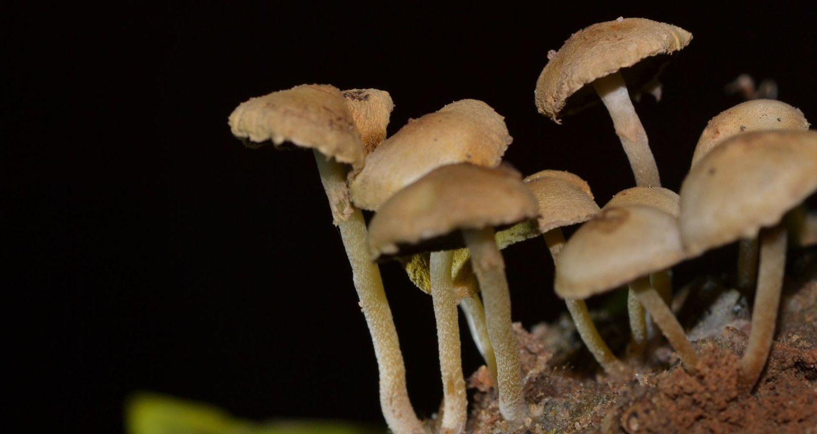 magic-mushrooms-slide-1