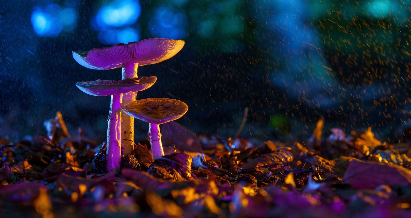 magic-mushrooms-slide-2