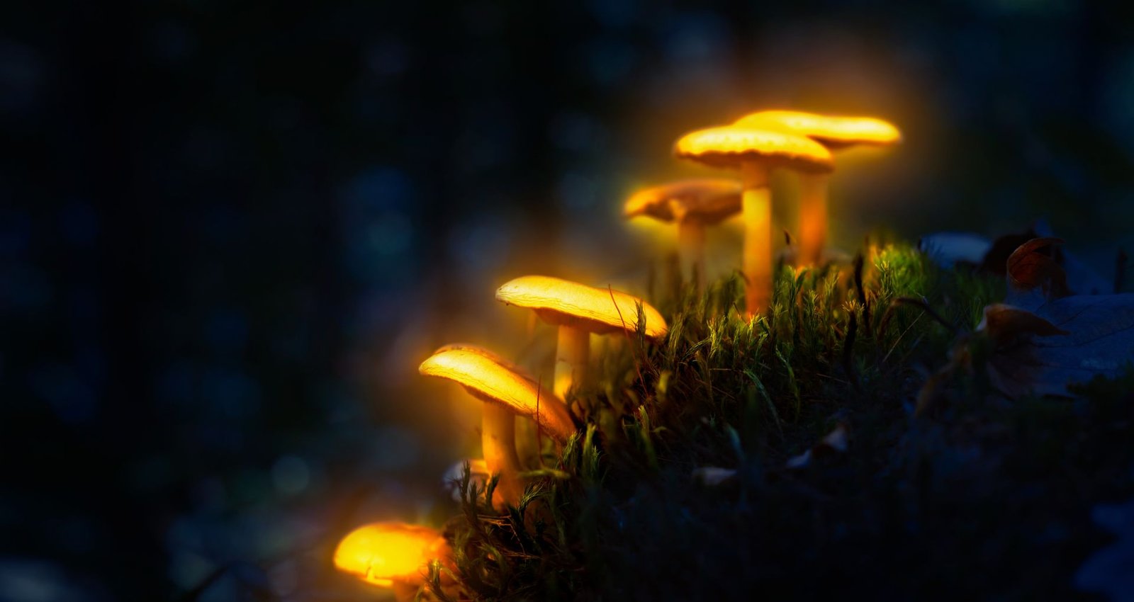 magic-mushrooms-slide-3
