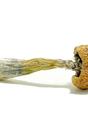 Puerto Rican Magic Mushrooms