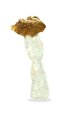 Tidal Wave Magic Mushrooms