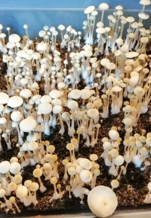 Albino Penis Envy Mushrooms