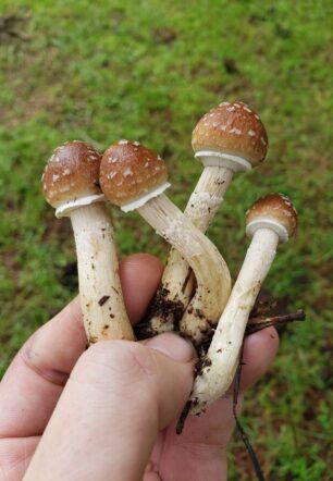Cubensis Mushrooms