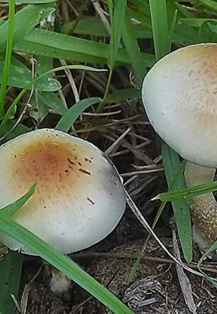 African Transkei Magic Mushrooms