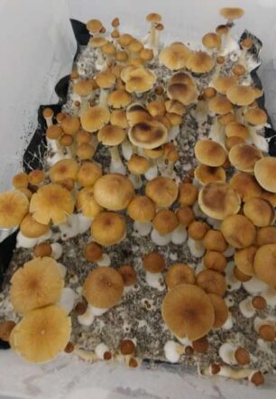 Blue Magnolia Rust Magic Mushrooms