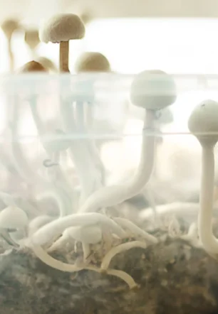 Tidal Wave Ape Mushroom Grow Bag