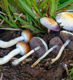 Burmese Magic Mushrooms