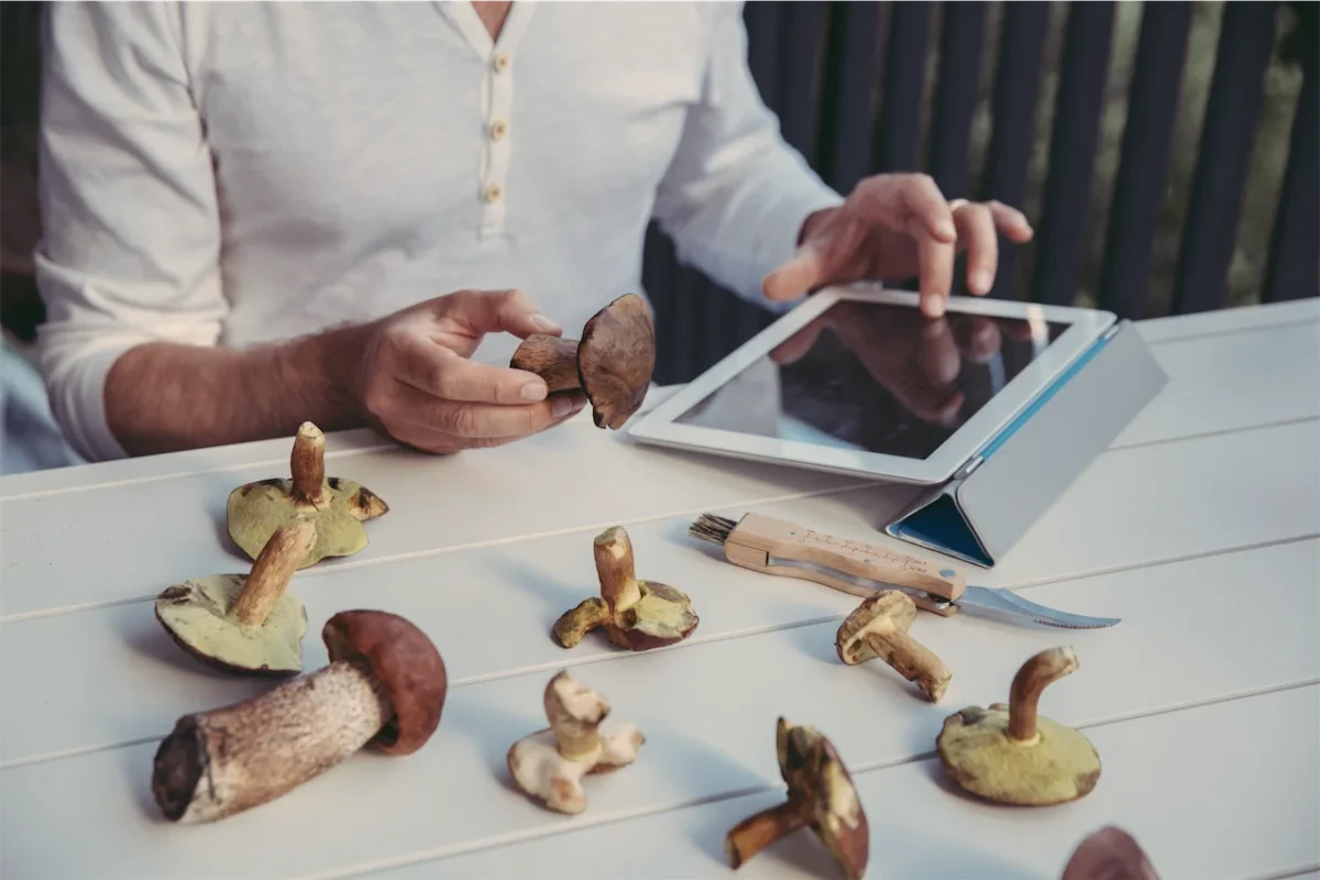 Shelf Life of Shrooms: How to Store Magic Mushrooms for Maximum Potency