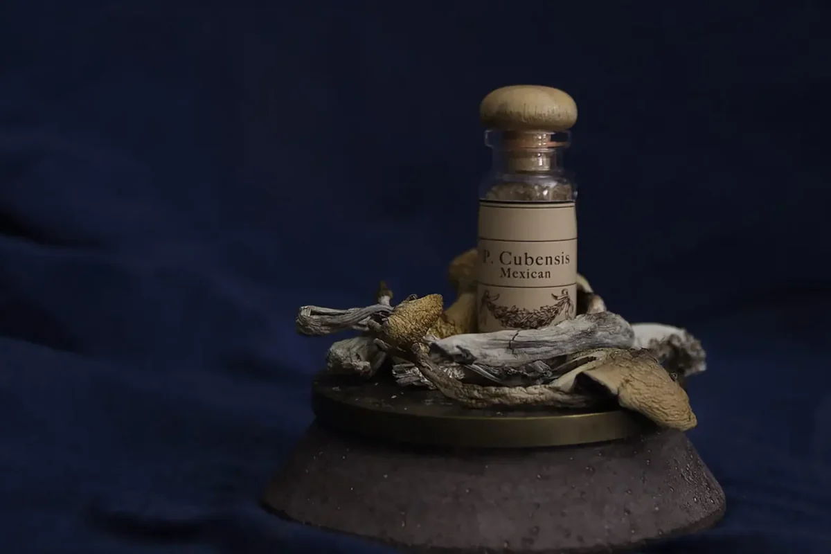 A Step-by-Step Guide: What Happens During a Psilocybin Therapy Session