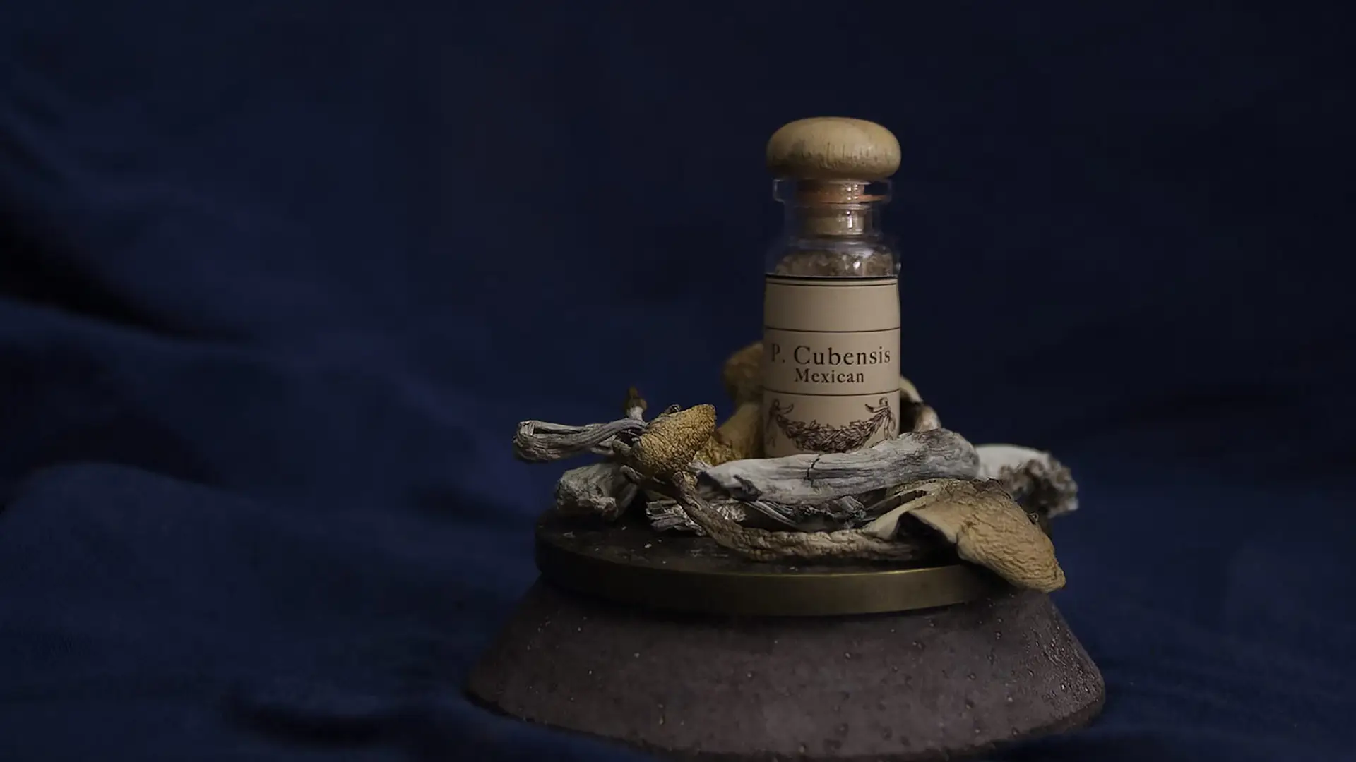 Psilocybin Therapy