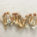 Cubensis Mushrooms