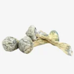 Albino Treasure Coast Magic Mushrooms