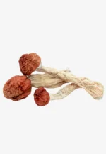 Amazonian Magic Mushrooms