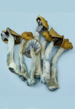 Amazonian Magic Mushrooms - Image 2