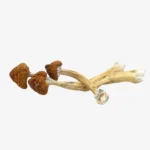 Big Mex Magic Mushrooms