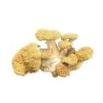 Blue Magnolia Rust Magic Mushrooms