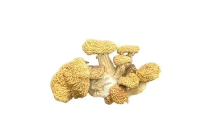 Blue Magnolia Rust Magic Mushrooms
