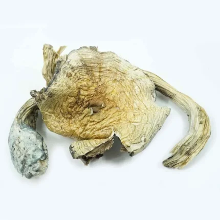 Burmese-Mushrooms