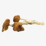 Daddy Long Legs Magic Mushrooms