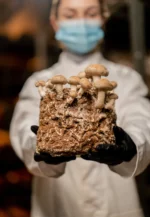 Delicious Mushroom-Infused Edibles - Image 2