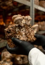 Delicious Mushroom-Infused Edibles - Image 3