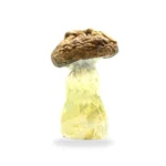 Penis-Envy-Dino-Eggs-Magic-Mushrooms-2-1-1536x1536-1