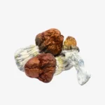 Texas Yellow Cap Magic Mushrooms