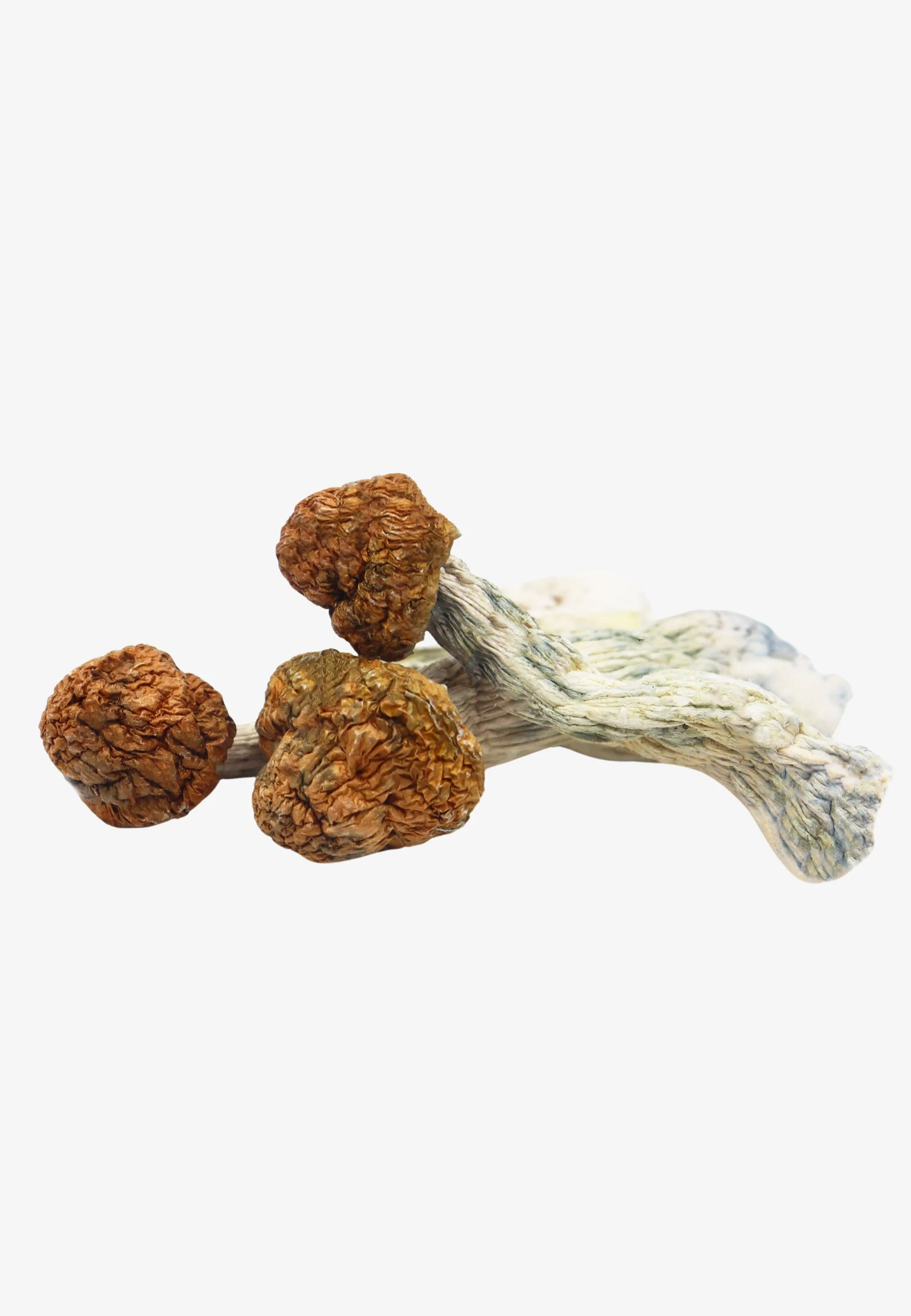 TRINITY.webp Trinity Magic Mushrooms - Image 1