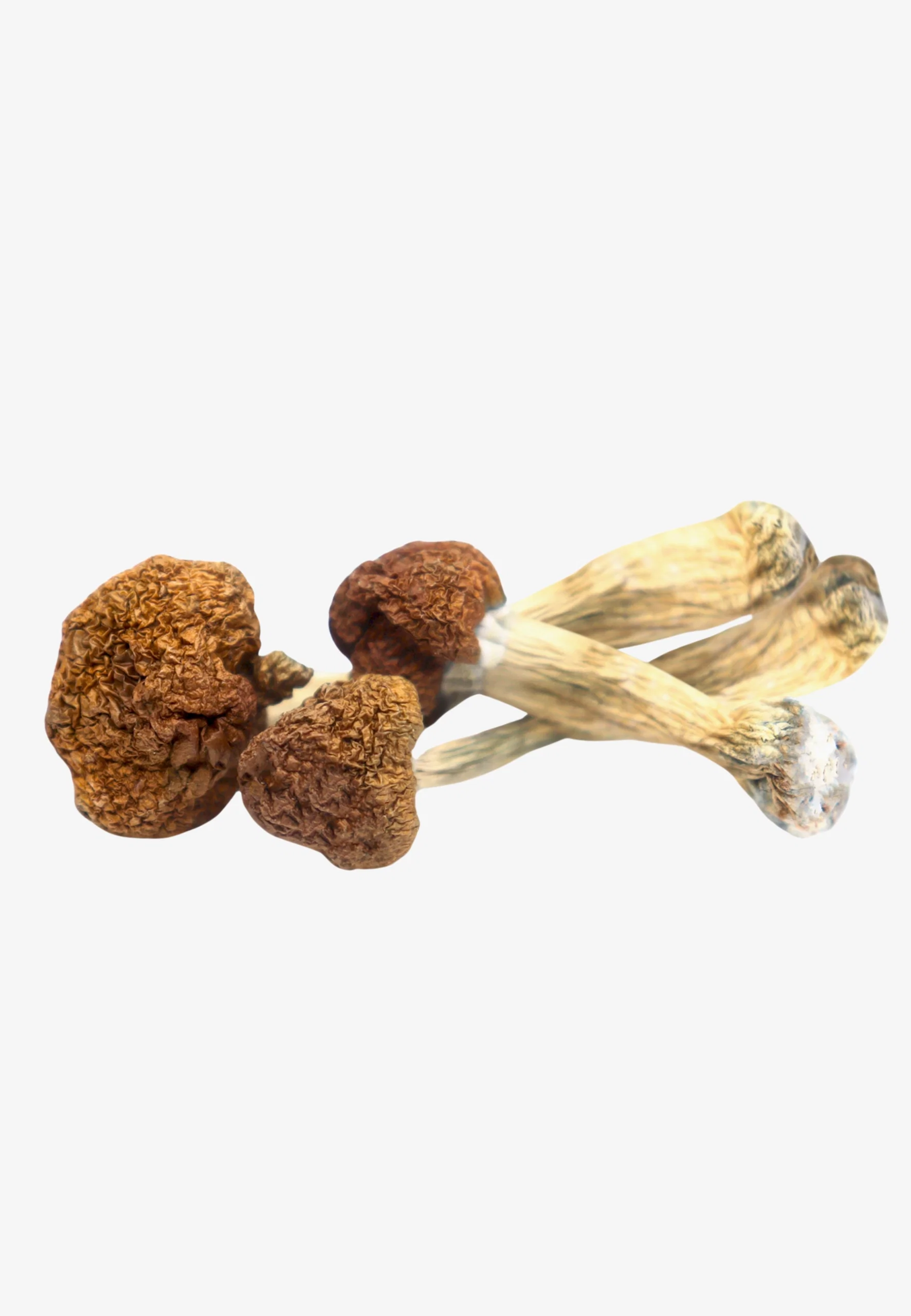 Vietnamese.webp Vietnamese Magic Mushrooms - Image 1