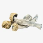 Yeti Magic Mushrooms