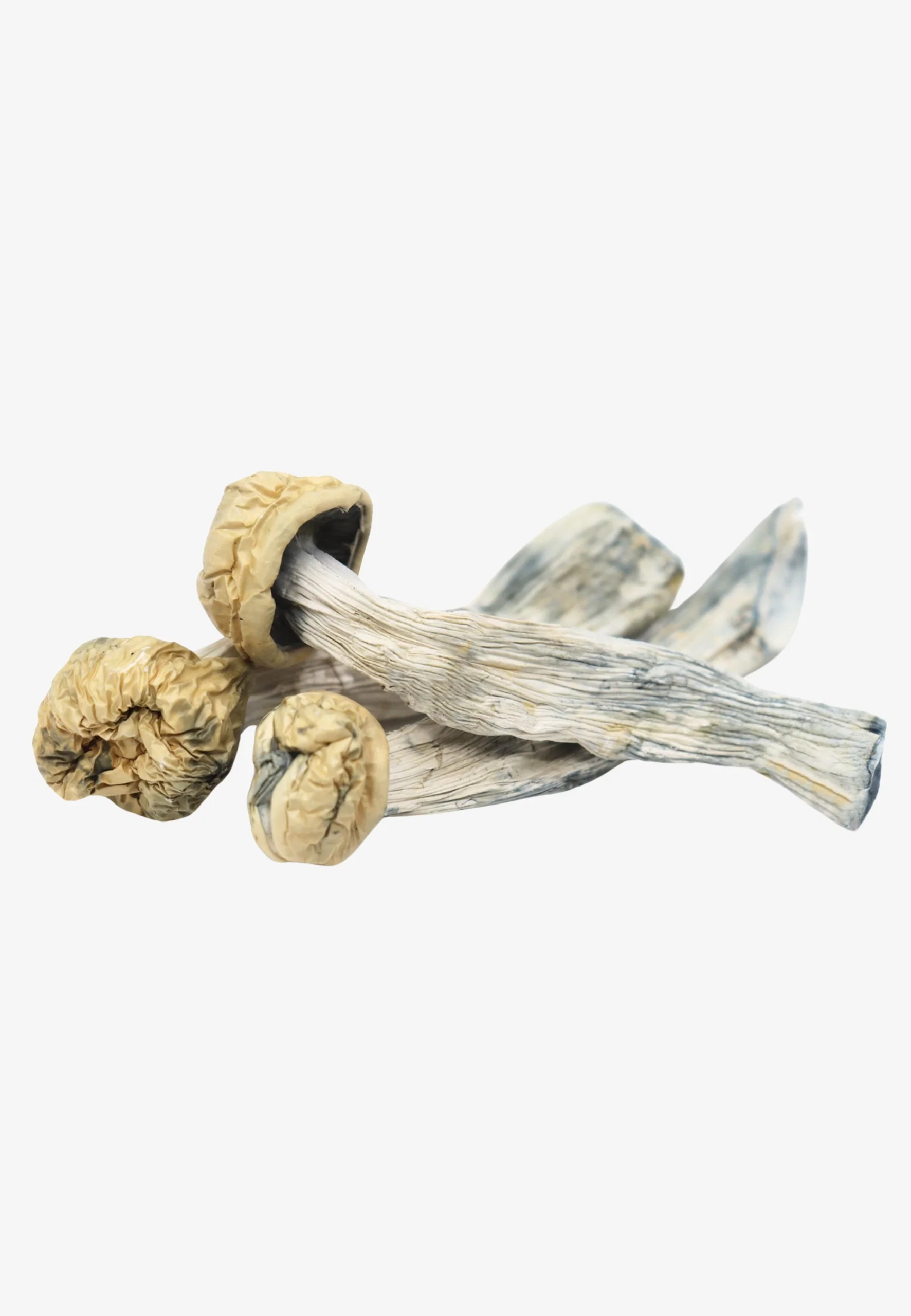 YETI.webp Yeti Magic Mushrooms - Image 1