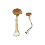 Puerto Rican Magic Mushrooms