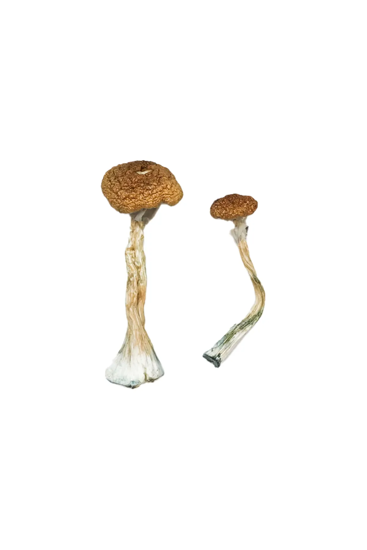 african-transkei-1.jpg Puerto Rican Magic Mushrooms - Image 1
