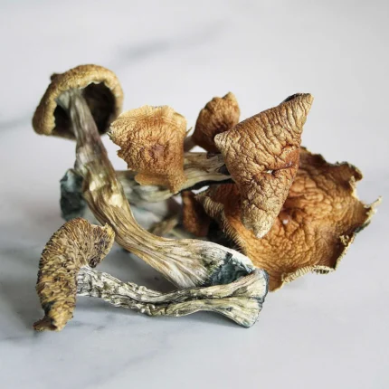 gold cap shrooms