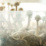tidal-wave-grow-kit